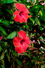 Nahaufnahme von zwei leuchtend roten Hibiskusblüten auf einem grünen Busch. Die Blüten sind in voller Blüte und haben einen Durchmesser von etwa 10 cm. Sie sind mit vielen kleinen, gelben Staubblätter