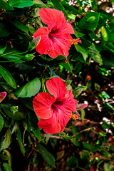 Nahaufnahme von zwei leuchtend roten Hibiskusblüten auf einem grünen Busch. Die Blüten sind in...