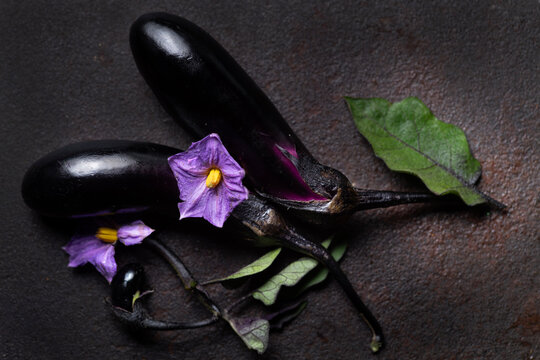 Egg plant with purple flowers 