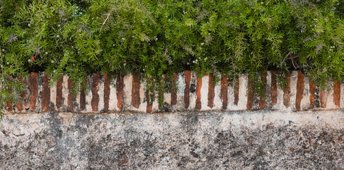  wall of stone and bricks with bushes on top background from puerto rico san juan el morro - obrazy, fototapety, plakaty