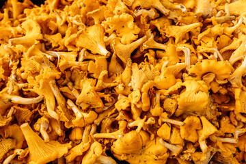 Mushroom Background. Chanterelles mushrooms just picked in the forest
