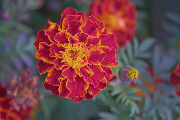 Orange bright thin-leaved marigolds flowers in the garden. Top view for background.