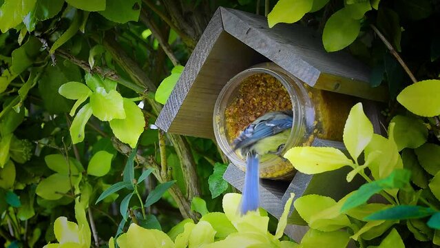 Blue tit bird eating peanut butter in bird house
