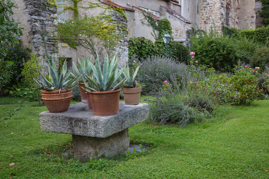 Vintage garden design and landscaping:Terracotta pots planted with huge succulents on an old stone table in a lush garden with roses, lavender,foliage plants and green bushes in an old inner courtyard