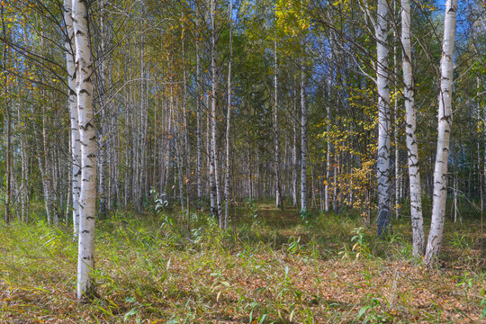 Autumn landscape, young birches forest on a sunny day.