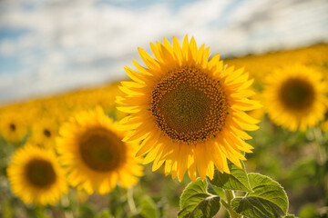 Close-up of sunflowers in a field of sunflowers in blossom