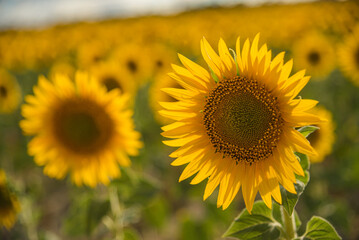Close-up of sunflowers in a field of sunflowers in blossom