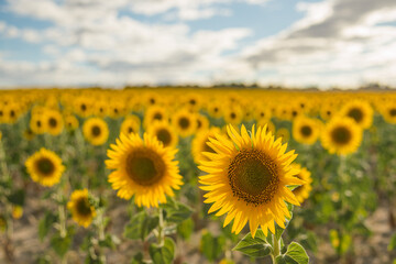 Close-up of sunflowers in a field of sunflowers in blossom