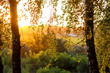 Hanging branches of birches against a background of a bright sunset