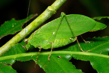 Leaf katydid