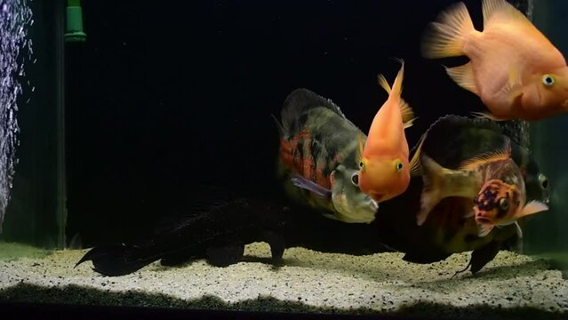Oscar fish (Astronotus ocellatus), koi fish and Yellow parrot fish in swimming in tropical freshwater  aquarium.