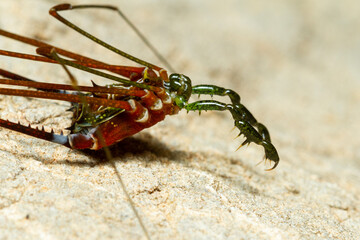 Daddy long legs close up
