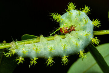 Hemileucini caterpillar, stinging caterpillar