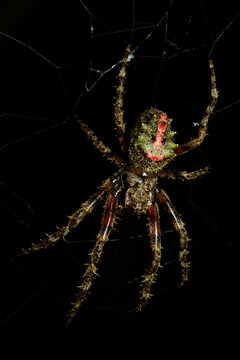 Spider hanging on its web