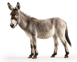 Beautiful donkey is standing isolated on white background. Generative AI image illustration. Beautiful animals concept