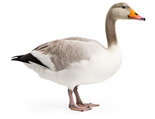 Lovely goose is standing isolated on white background. Generative AI image illustration. Beautiful farm animals concept