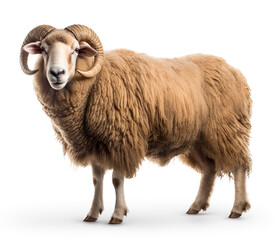 Lovely Merino sheep is standing isolated on white background. Generative AI image illustration. Beautiful animals concept