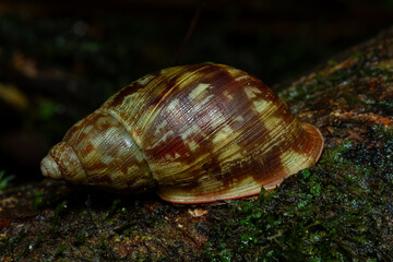 Snail shell on branch