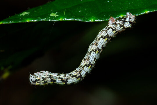Inchworm on leaf
