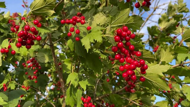 Viburnum tree (Adoxaceae). Bright red viburnum berry on a tree with green leaves. Viburnum opulus tree.