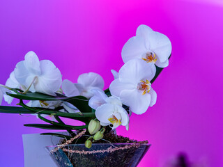 White orchid on a lilac background. Decorative flower - 653464506