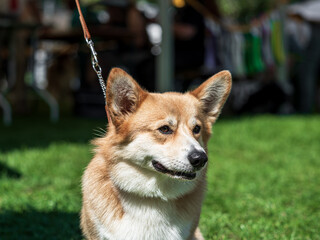Cardigan Welsh Corgi at a dog show. Sunny day. - 653464550