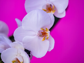 White orchid on a lilac background. Decorative flower - 653464582