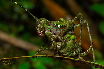 Tanusiella travassosi katydid