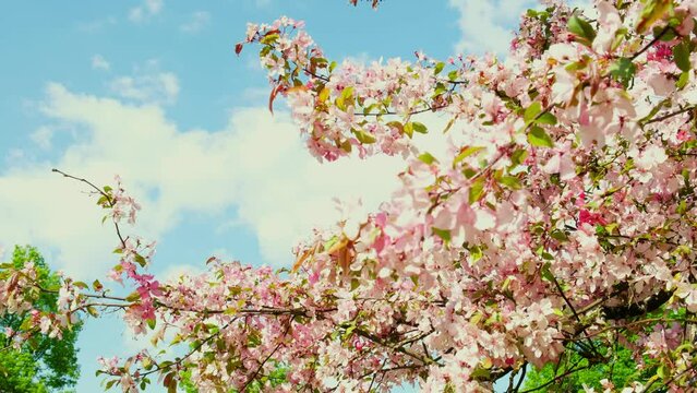 Flowering Cherry flowers on pink and blue natural background. Cherry blossoms are fluttering in the soft breeze and sunset color. Cherry blossom concept. Opening Spring Sakura flowers on Cherry tree