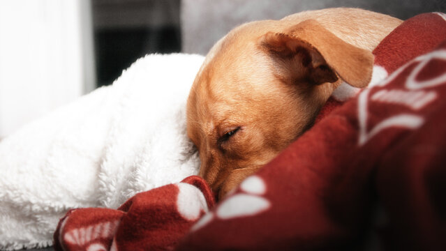 Little red dog lying and resting covered with a red blanket in dog paws (selective focus)