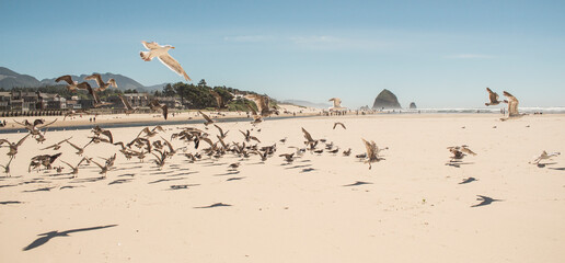 Seagulls on Cannon Beach, OR, USA