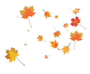 Fototapeta premium Autumn bright maple leaves background.
