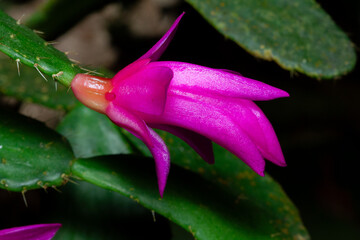 Schlumbergera blossom