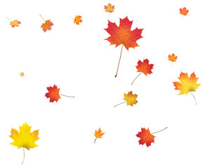 Autumn background made of beautiful maple leaves.