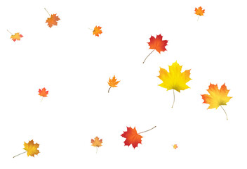 Obraz premium Autumn background made of beautiful maple leaves.