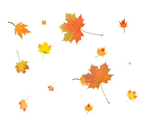 Autumn bright maple leaves background.