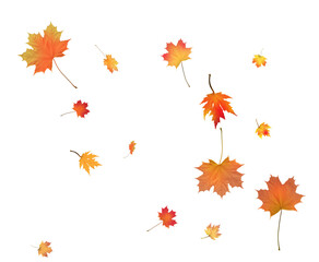 Beautiful autumn maple leaves swirling in the wind.