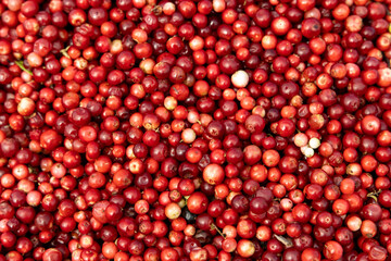 Abstract background from fresh cowberry. Close up.