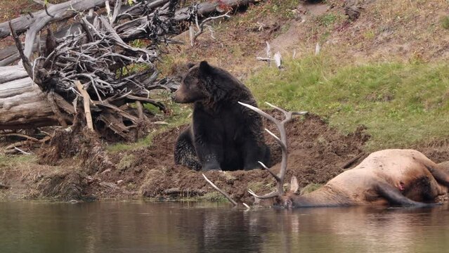 Grizzly Bear with a recently killed elk on the shore of the Yellowstone River in Yellowstone National Park, Wyoming.