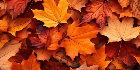 Naklejka na ściany i meble Beautiful orange and red autumn leaves texture background, Thanksgiving backdrops.