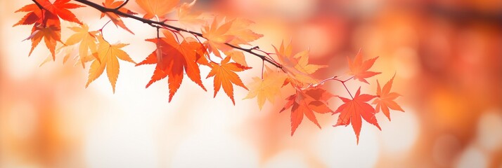 Beautiful orange and red autumn leaves texture background, Thanksgiving backdrops.