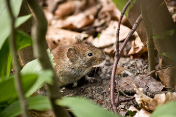 Naklejka na ściany i meble Brown wood mouse in the forest floor early spring