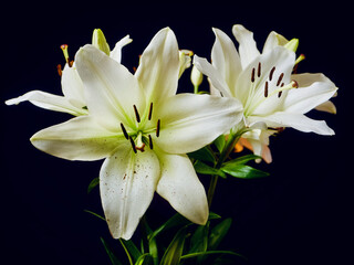 Fototapeta premium White lily bouquet on dark background. Soft and airy look. Nature beauty.