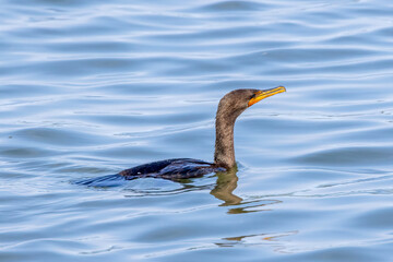 great crested grebe