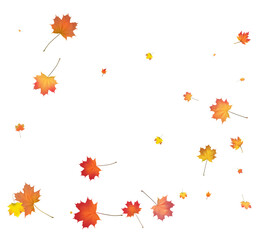 Falling golden autumn maple leaves.