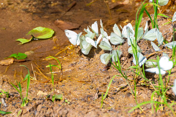 Stunning Butterfly Photography: A Colorful Winged Beauty