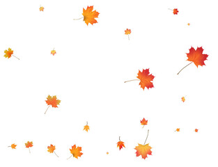 Falling golden autumn maple leaves.