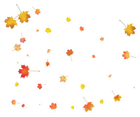 Falling golden autumn maple leaves.