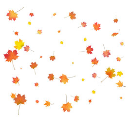 Falling golden autumn maple leaves.