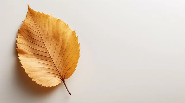Autumn minimal image with fall yellow alder leaf isolated on white, with copy space.